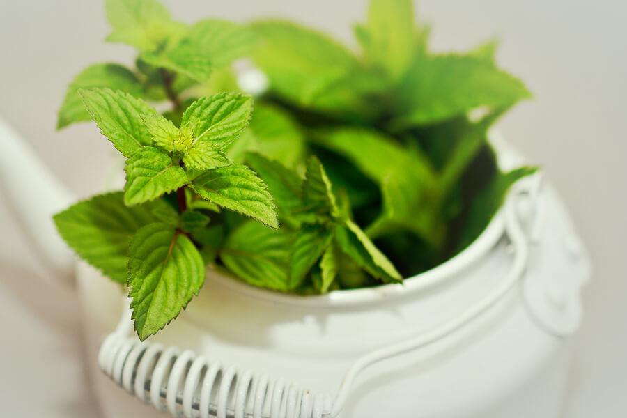 Snusets smak - del 8: Mint & Mentol | Snusjournalen